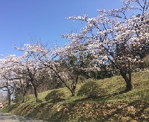 令和６年 ４月 花見会