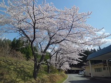 お花見